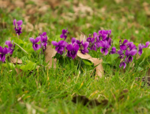 Вдохновение это не селедка