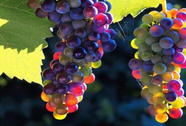 Без вариантов