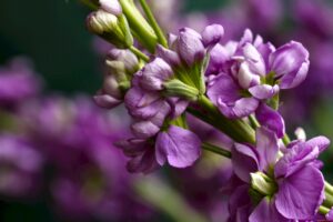 Сюда не заплывает Ламантин