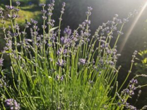 Я хочу написать свет