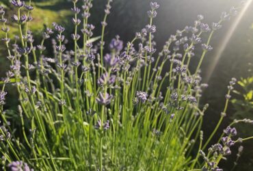 Я хочу написать свет