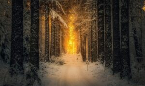 Без вариантов