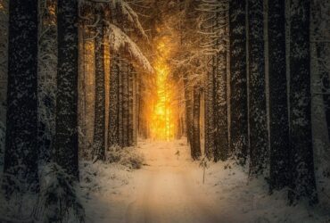 Без вариантов