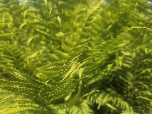 Летнее солнцестояние