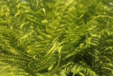 Летнее солнцестояние