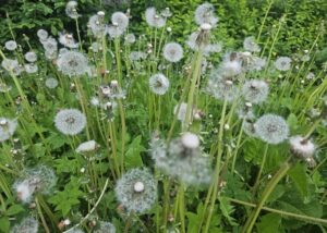 Как дзен влияет на творчество