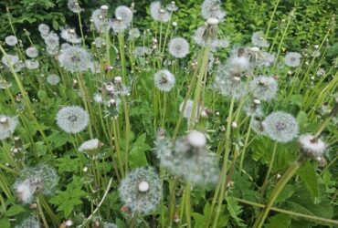 Как дзен влияет на творчество