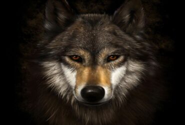 Теща Дракулы