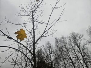 ноябрьская хандра