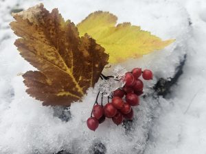 в глубине ноября